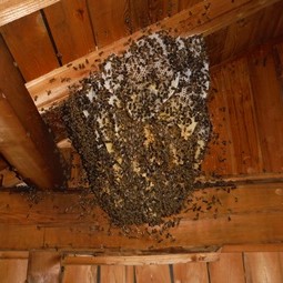 ミツバチの巣